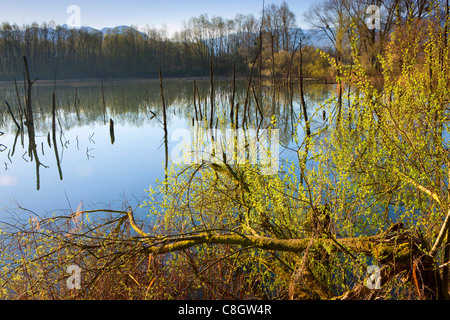 Oberriet, Svizzera, Europa, Canton San Gallo, Valle del Reno, riserva naturale stagno, alberi, pascoli, salici, ramoscelli, molla Foto Stock