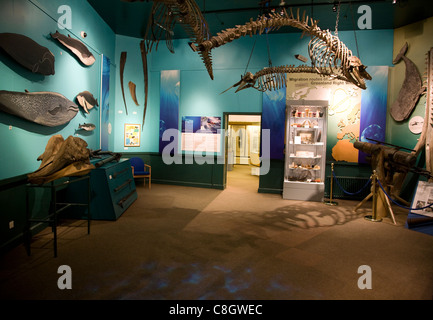 Caccia alle balene mostra all interno del museo marittimo, Hull, Yorkshire, Inghilterra Foto Stock