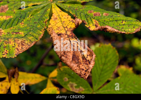 Ottobre fogliame in Haigh Hall Country Park Wigan U.K.su un pomeriggio sunnu Foto Stock