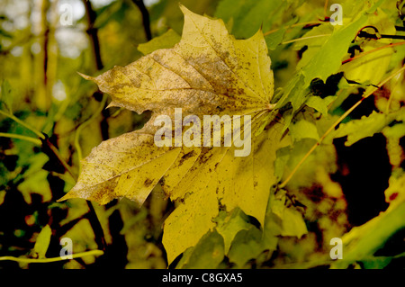 Ottobre fogliame in Haigh Hall Country Park Wigan U.K.su un pomeriggio sunnu Foto Stock