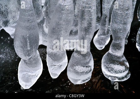 Germania, Odenwald: Frozen 'Ice piedi' in corrispondenza di un margine di Little Creek in Hirschberg foresta in Limbach Baden Foto Stock