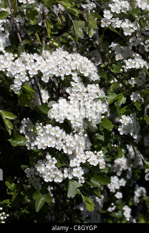 Biancospino in fiore Alderley Edge cheshire england Foto Stock