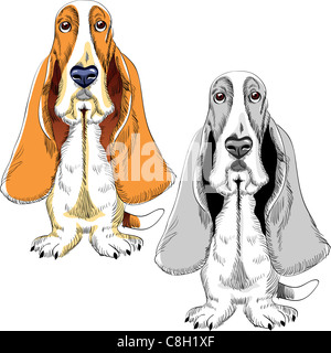 Colore e bianco e nero schizzo del cane Basset Hound razza seduta Foto Stock