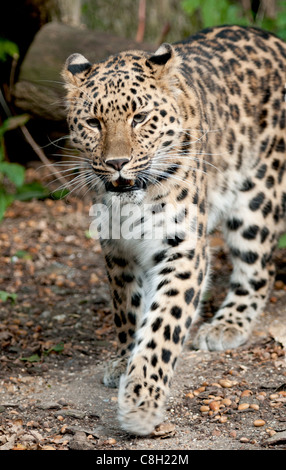 Femmina di Amur leopard camminando verso la telecamera Foto Stock