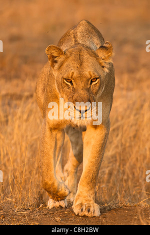 Leonessa camminando direttamente verso la telecamera cercando minaccioso Foto Stock