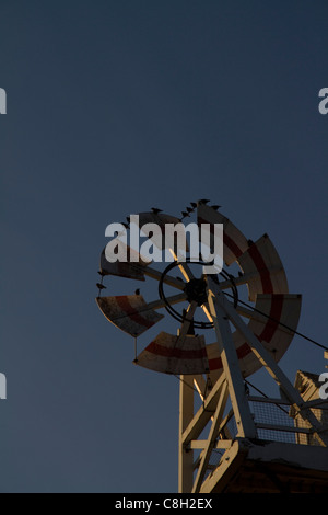 Per gli storni sedersi sulla vela di Cley Windmill, Norfolk, Inghilterra Foto Stock