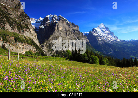 Alp, alpi, flora, vista montagna, panorama di montagna, montagne, la flora di montagna, Primavera in montagna, montagna del massiccio, mountain panor Foto Stock