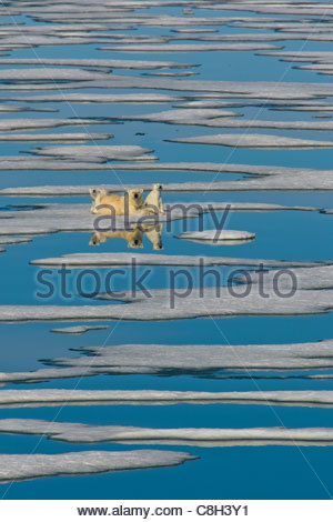 Un orso polare e i suoi cuccioli sdraiato sulla banchisa. Foto Stock