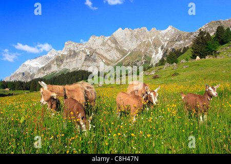 Alp, alpi, alpine, Alpstein, massiccio, Appenzell, montagna, panorama di montagna, fiori di montagna, montagne, la flora di montagna, mo Foto Stock