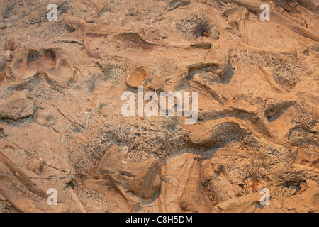 Dinosauro Monumento Nazionale di ossa fossili incastonato nella roccia e stone mountain. Foto Stock