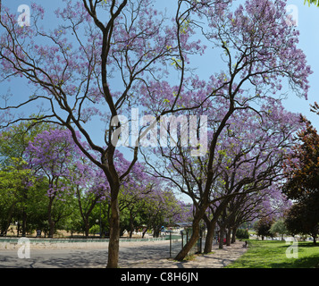 Il Portogallo, Europa, Estremadura, molla, fiori, Blu, fiori, Jacaranda mimosifolia, alberi, Lisbona, Foto Stock