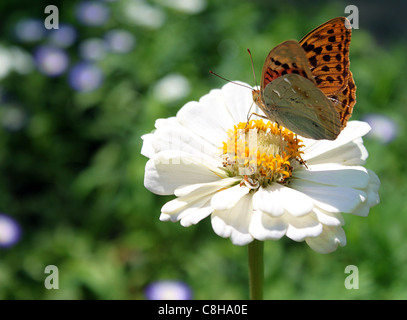 La farfalla sul fiore Foto Stock
