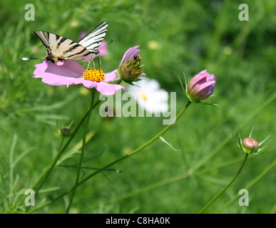 Butterfly (scarso) a coda di rondine su fiore (Cosmos) Foto Stock