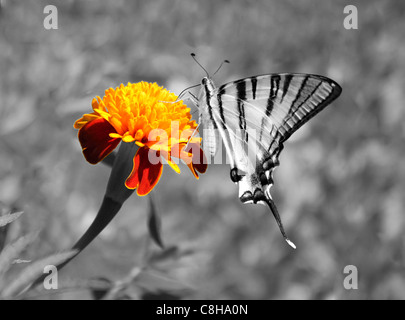 Butterfly (scarso) a coda di rondine seduto su calendula Foto Stock