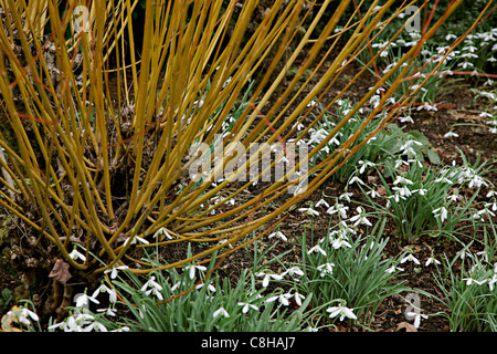 Cedui Salix alba var. vitellina 'Britzensis' AGM underplanted con Galanthus 'Atkinsii degli azionisti Foto Stock