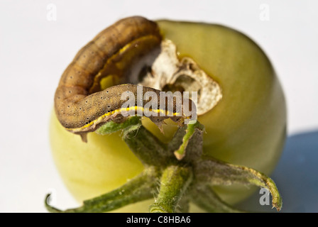 Caterpillar Lacanobia oleracea mangiare un pomodoro verde Foto Stock