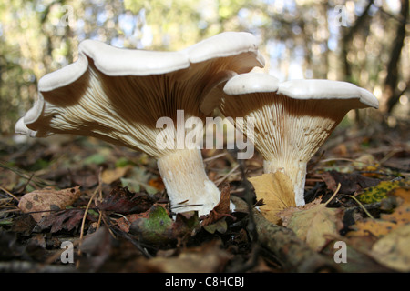 Offuscato imbuto Clitocybe nebularis Foto Stock