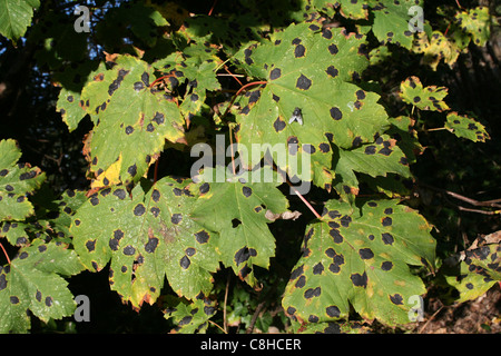 Macchia di catrame fungo Rhytisma acerinum su foglie di platano Foto Stock