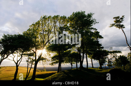 Anello Chanctonbury, South Downs National Park, West Sussex, nel tardo pomeriggio con il sole che splende attraverso i faggi. Foto Stock