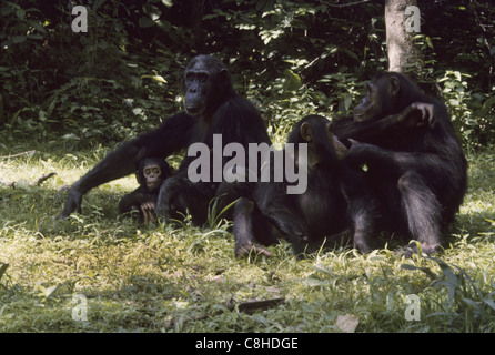 Uno scimpanzé, APE, scimmia, animale, Pan troglodytes, Gombe. Stream, Parco Nazionale, Jane Goodall Camp, Tanzania Africa Foto Stock