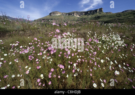 Golden Gate, Highlands, Parco Nazionale, Sud-Africa, Africa Foto Stock