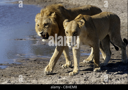 Leone, animale, Panthera leo, maschio, femmina, Savuti,, Chobe National Park, Botswana, Africa Foto Stock
