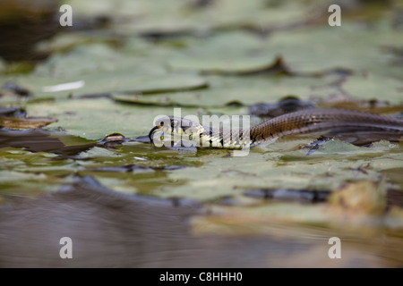 Biscia nuota attraverso l'acqua a Arundel fauna selvatica e centro weteland Foto Stock