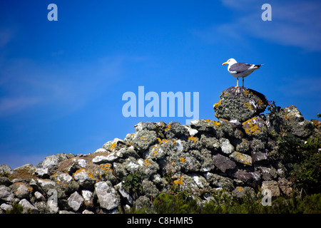 Lesser Black backed Gull su una parete di stalattite, Skomer Island, Pembrokeshire, Galles Foto Stock