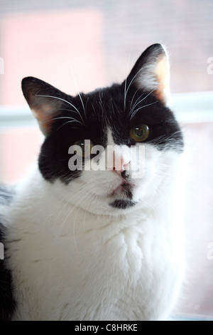 Ritratto di viso carino nero-bianca europea 13 anni shorthair cat. Germania, Europa Foto Stock