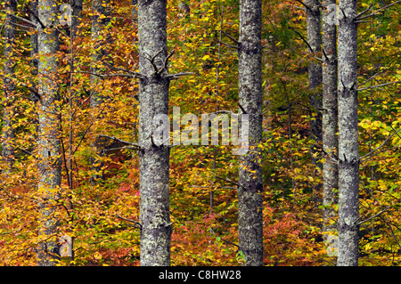 Pino tronchi visto in autunno boschi nel Nantahala Foresta Nazionale nella contea di Graham, Carolina del Nord Foto Stock