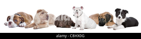 Gruppo di cucciolo cani di fronte a uno sfondo bianco Foto Stock