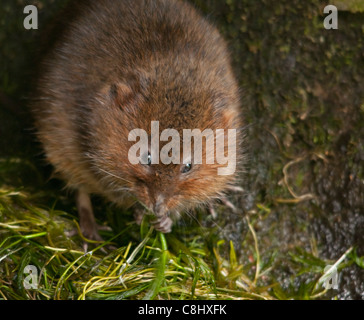 Acqua vole (arvicola terrestris) situato in fognature da una piccola sezione del fiume, Somerset. Foto Stock