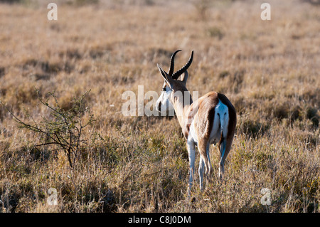 Springbok (Antidorcas marsupialis), inganno Valley, riserva centrale del Kalahari, in Botswana. Foto Stock