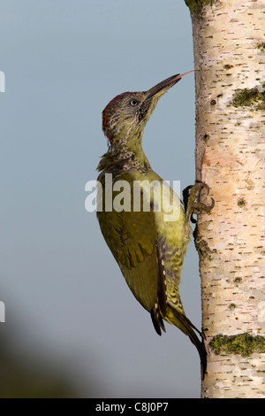 I capretti picchio verde con la lingua fuori domande di indagine per insetti Foto Stock