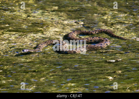 Acquatico, Diamondback acqua snake, anatra Creek, innocuo serpente di acqua pesante, corposo, Nerodia rhombifer, nonvenomous colubrid snake Foto Stock