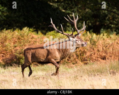 Red Deer stag in esecuzione Foto Stock