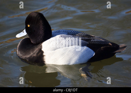 Aythya affinis, Broadbill, anatre, Lesser Scaup, poco Bluebill, maschio, North American diving duck, Texas, TX, Stati Uniti d'America Foto Stock