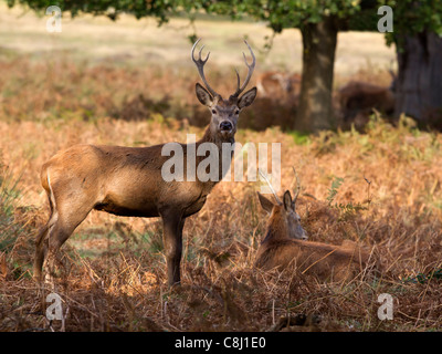 Giovani Red Deer stag Foto Stock