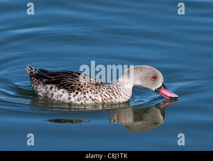 Capo Teal, Anas Capensis su acqua Foto Stock