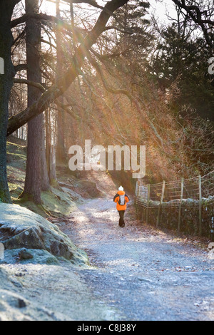 Donna che cammina verso il basso frosty percorso con fasci di luce provenienti attraverso gli alberi, nel Lake District, Cumbria, England Regno Unito. Foto Stock