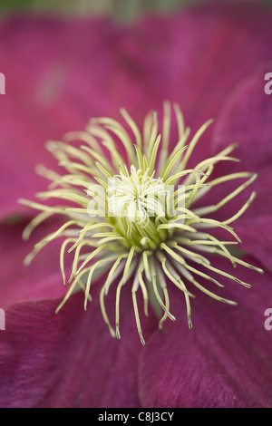 Clematis rosso cardinale Close Up Foto Stock