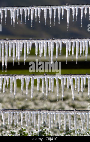 Congelati acqua di irrigazione su un recinto di filo. Foto Stock