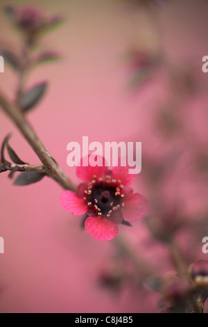 Fiore di Manuka Foto Stock