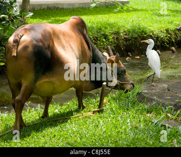Riva del fiume scena di un bufalo acqua tethered mangiare erba Essere guardato da un bovino Egret nella cintura di riso Area, Kerala, Indiano Meridionale Foto Stock