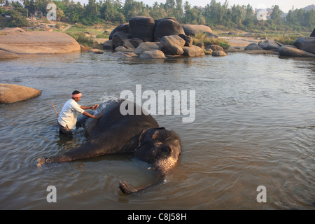 L'elefante indiano, Elephas maximus indicus, Elephantidae, Hampi, India, Asia, Terai, animale, bagno, bagno di elefante Foto Stock