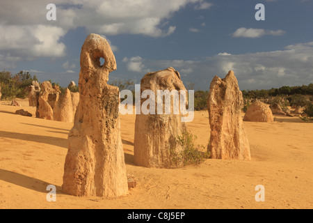 I pinnacoli, Nambung National Park, Australia Australia Occidentale, Cervantes, deserto sabbioso, Noongars, Werinity, calcare-pilastro, P Foto Stock