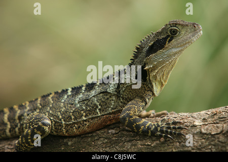 Acqua australiano dragon, Physignathus lesueurii, acqua orientale dragon, Australia, animale, rettile, semi-acquatico, agomid arboree Foto Stock