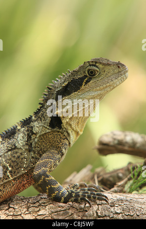 Acqua australiano dragon, Physignathus lesueurii, acqua orientale dragon, Australia, animale, rettile, semi-acquatico, agomid arboree Foto Stock