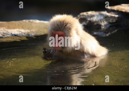 Macaco Macaca fuscata, scimmia, Primate, animale, Macaque giapponese, Honshu, Giappone, Asia, Onsen, primavera calda, Nagano, Yamanouchi Foto Stock