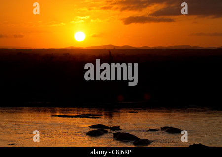 Ippopotamo in appoggio come set di sole su park Foto Stock